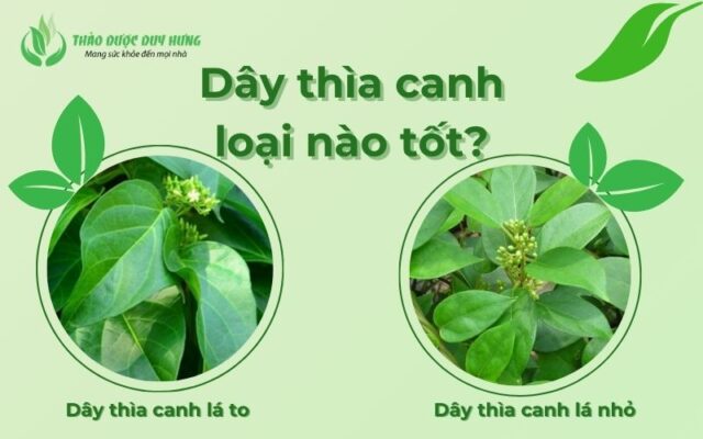 blog-day-thia-canh-loai-nao-tot